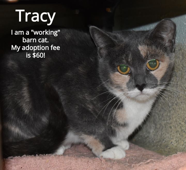 Cat For Adoption Tracy A Domestic Short Hair Mix In Windsor Va