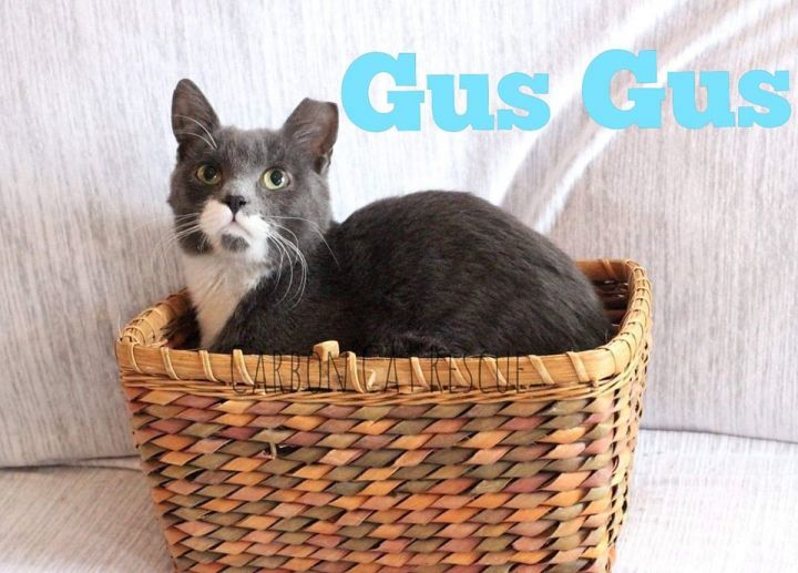Gus Gus 1