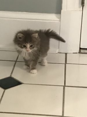 Cat For Adoption Ross A Domestic Long Hair In Henrico Va