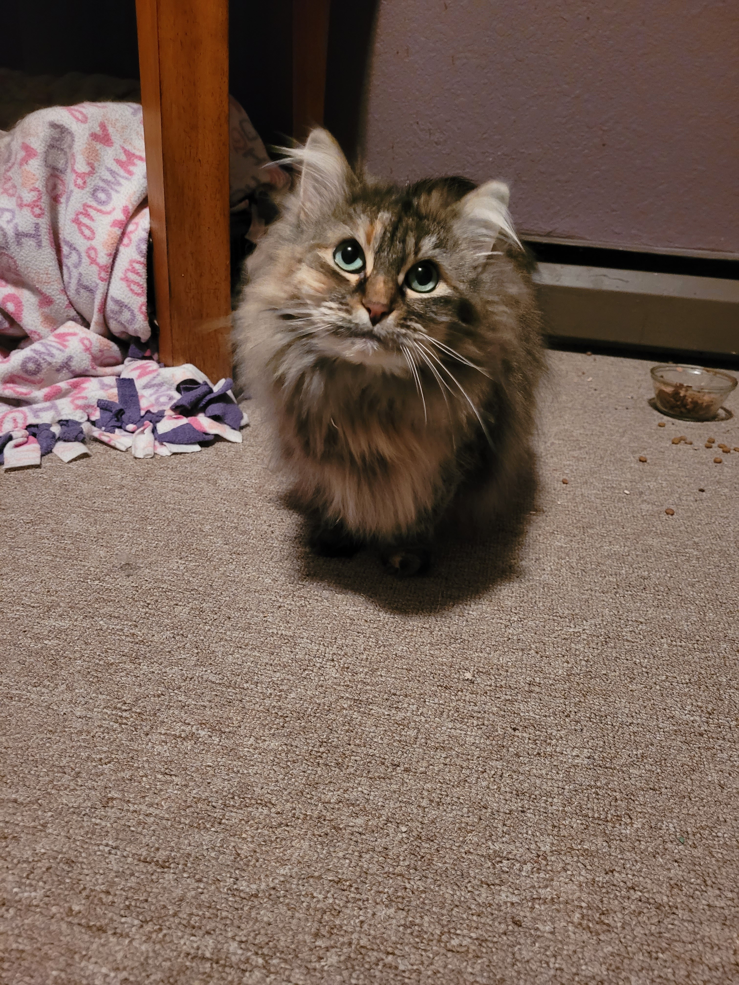 Sophie, an adoptable Domestic Long Hair in Stewart, MN, 55385 | Photo Image 6