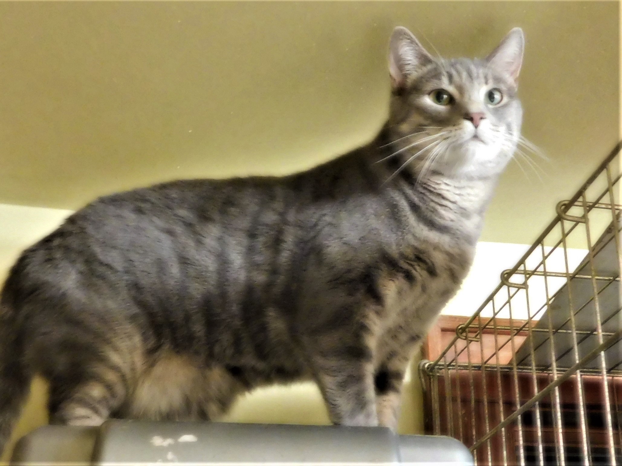 CINNA, an adoptable American Shorthair in Acme, PA, 15610 | Photo Image 1