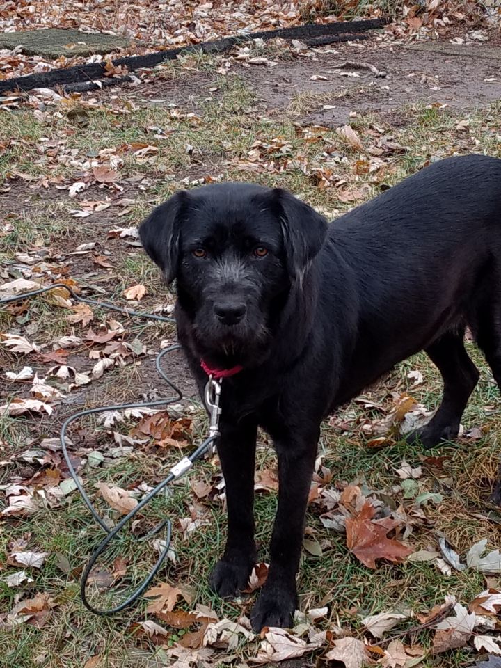 Dog For Adoption Nyleen A German Wirehaired Pointer Labrador