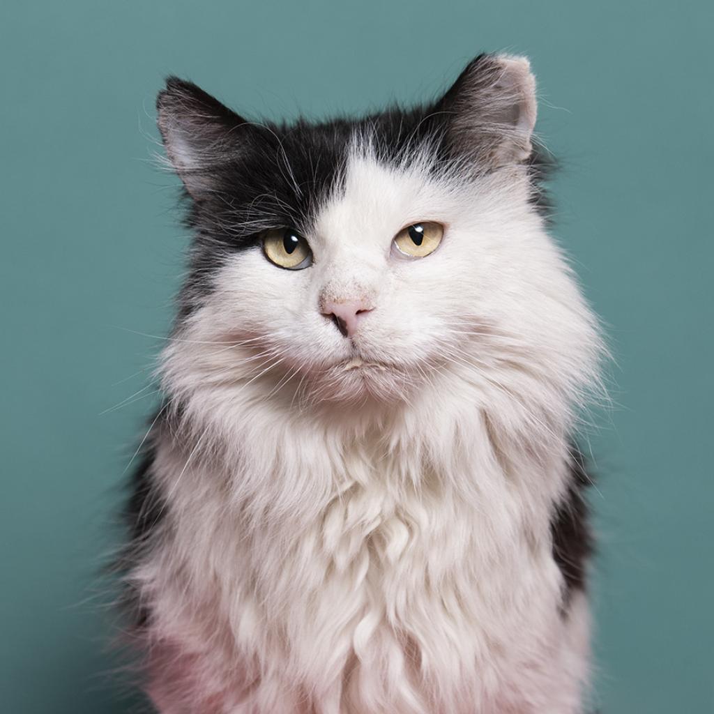 Bryce, an adoptable Domestic Long Hair in Kanab, UT, 84741 | Photo Image 1