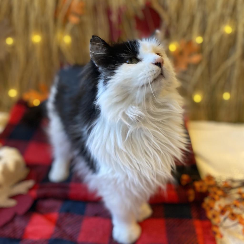 Bryce, an adoptable Domestic Long Hair in Kanab, UT, 84741 | Photo Image 2