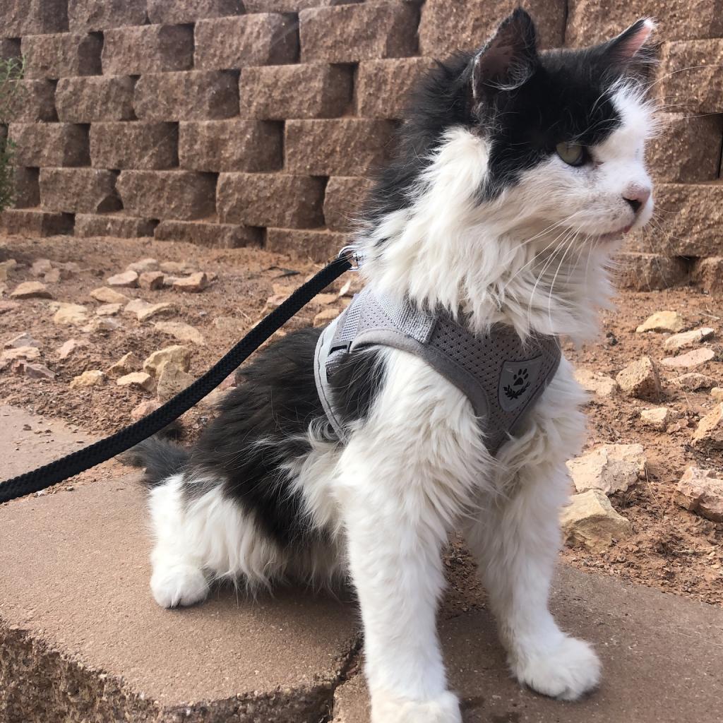 Bryce, an adoptable Domestic Long Hair in Kanab, UT, 84741 | Photo Image 6