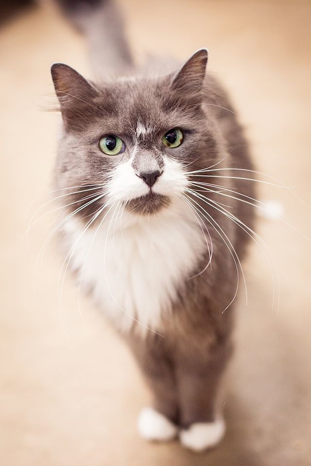 Cat For Adoption Grey A Domestic Short Hair In Amherst Ns