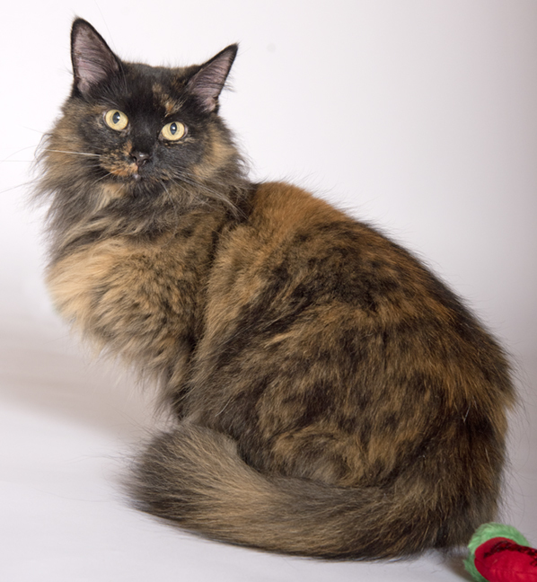 Cat For Adoption Audrey A Tortoiseshell Maine Coon Mix