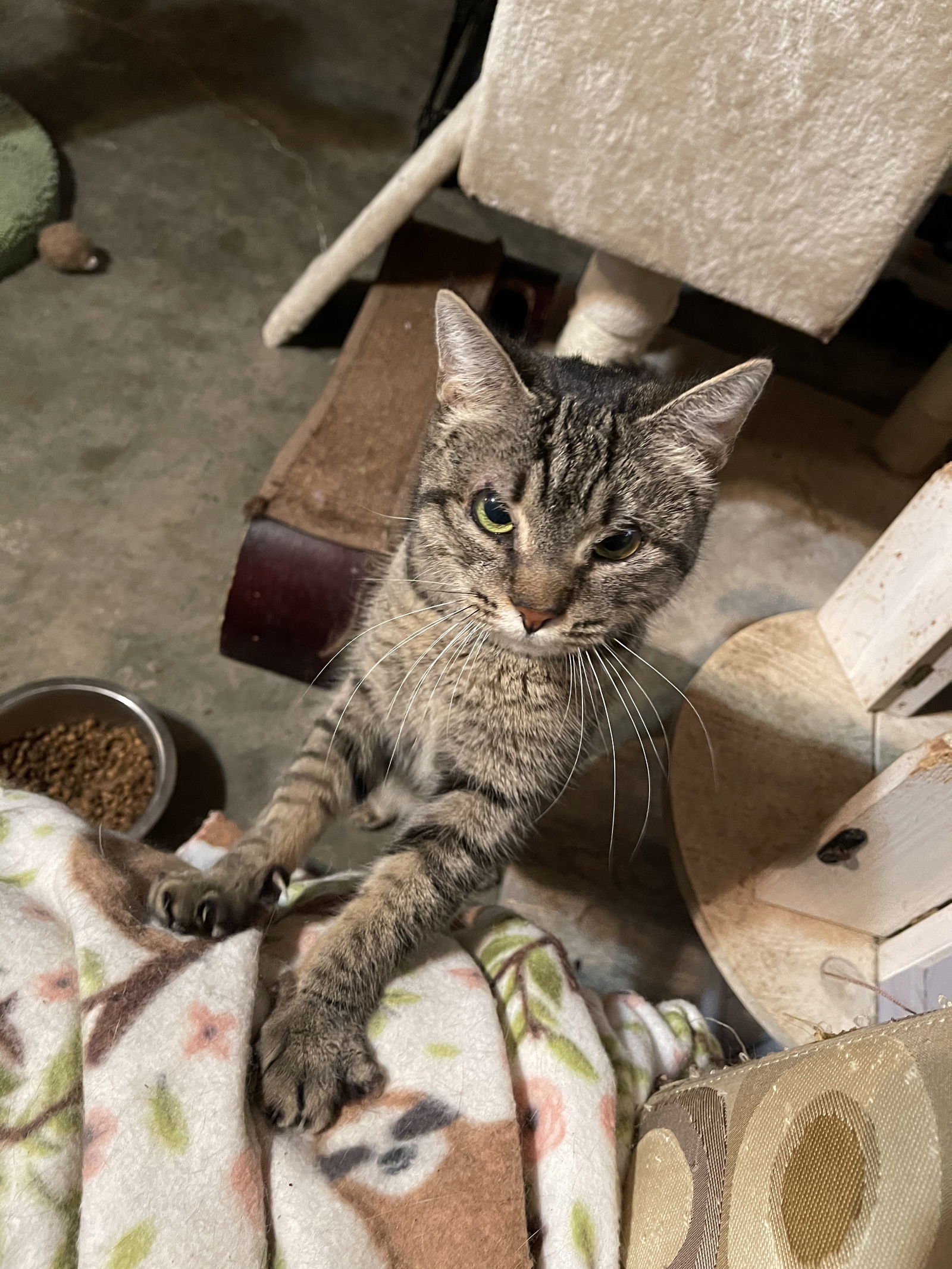 Olivia, an adoptable Domestic Short Hair, Tabby in Hammond, LA, 70403 | Photo Image 1