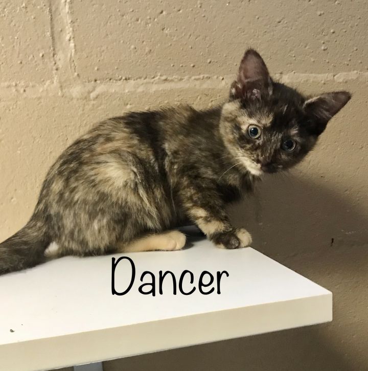 Cat For Adoption Dancer A Tortoiseshell Domestic Short Hair