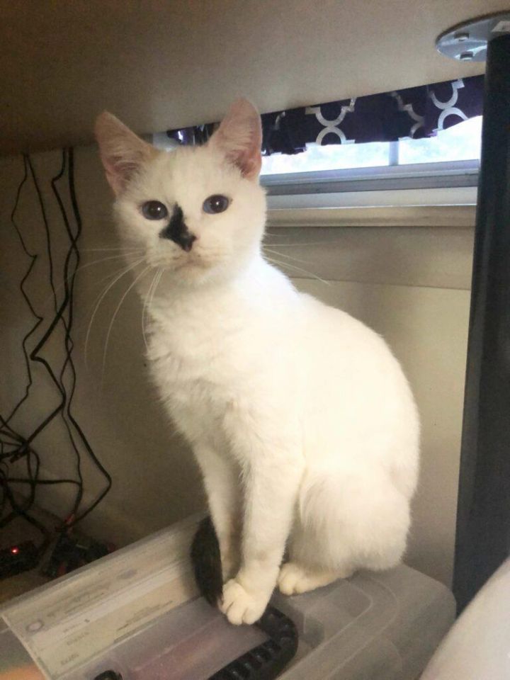 Cat For Adoption Marilyn Monroe A Siamese Domestic Short Hair