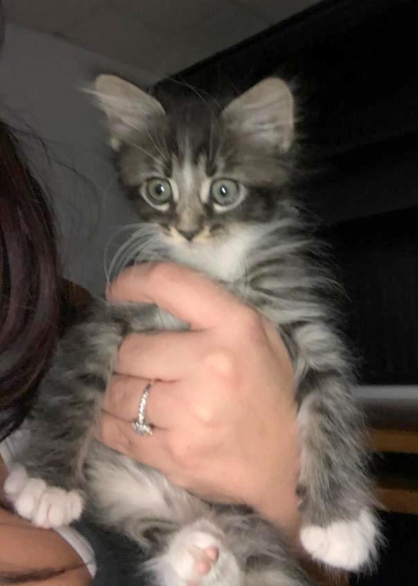 Cat For Adoption Ginger A Domestic Long Hair Mix In Des Moines