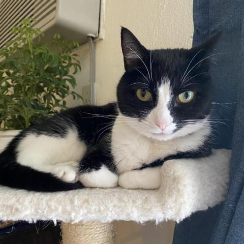 Cat For Adoption Paramore A Domestic Short Hair In East