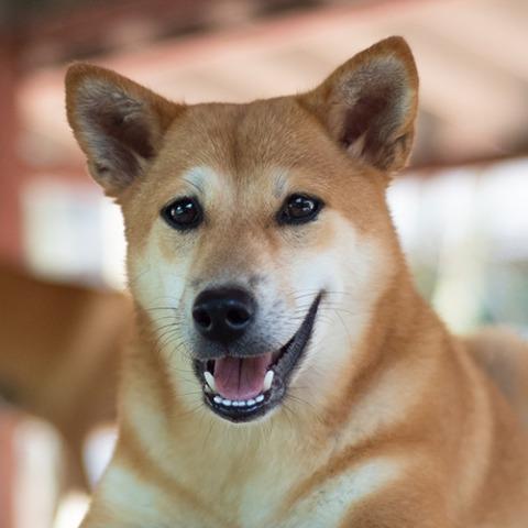 Dog For Adoption Jarina A Shiba Inu Jindo Mix In San