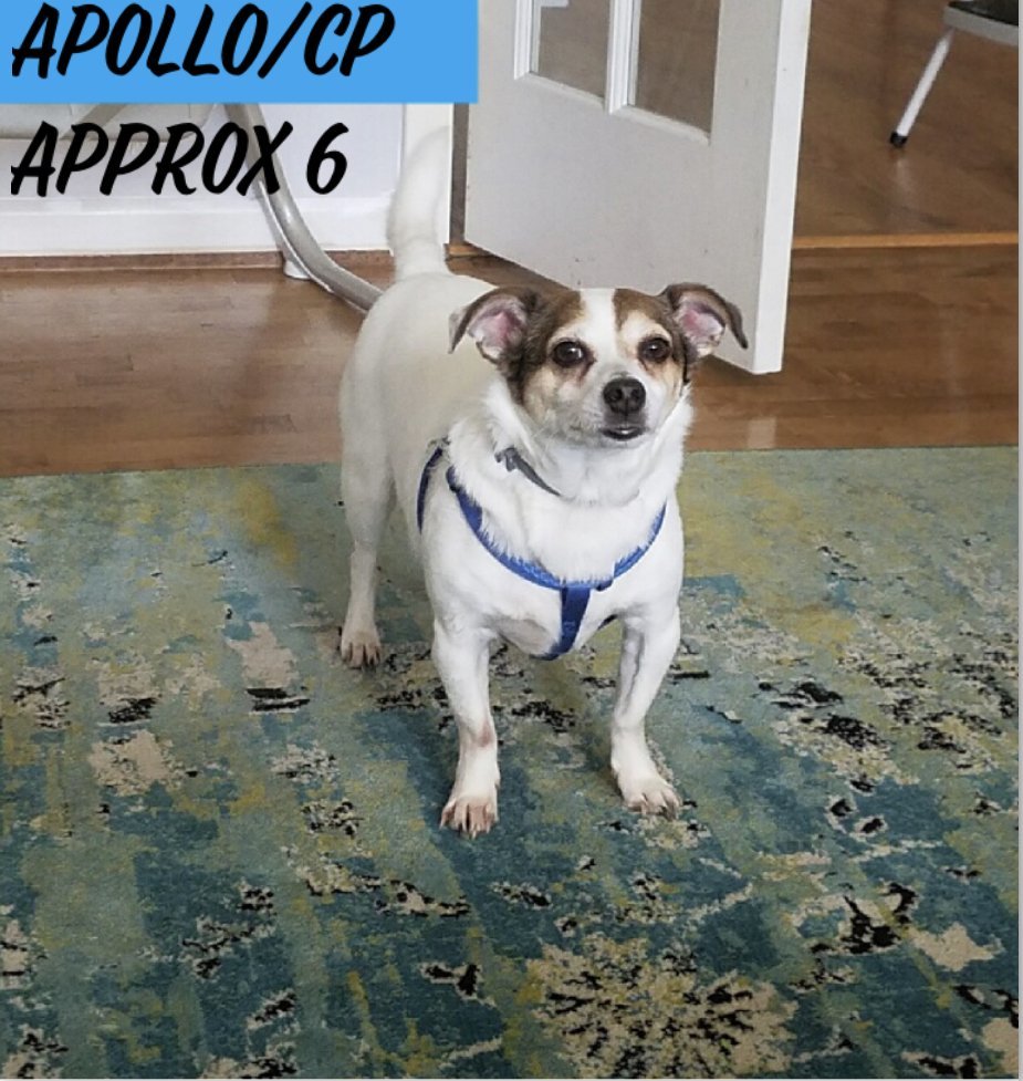 Apollo/DD, an adoptable Chihuahua, Jack Russell Terrier in Columbia, TN, 38401 | Photo Image 1