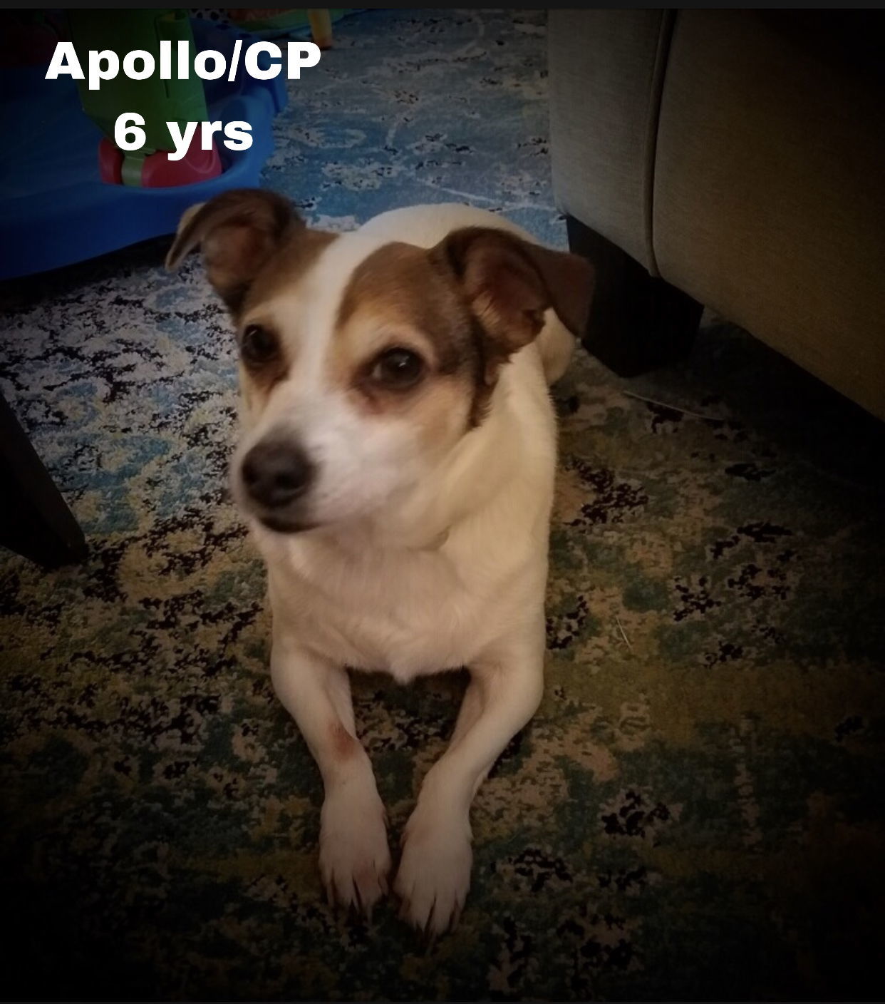 Apollo/DD, an adoptable Chihuahua, Jack Russell Terrier in Columbia, TN, 38401 | Photo Image 2