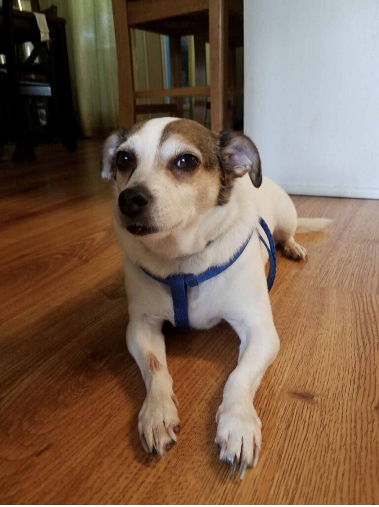 Apollo/DD, an adoptable Chihuahua, Jack Russell Terrier in Columbia, TN, 38401 | Photo Image 3