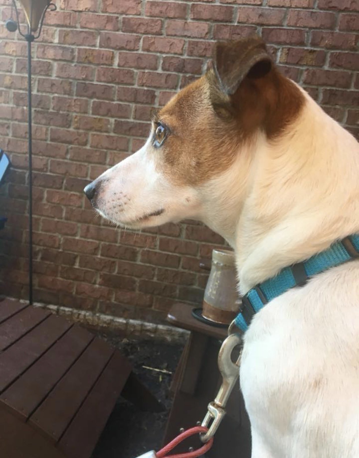 Meatball, an adoptable Jack Russell Terrier in Columbia, TN, 38401 | Photo Image 3