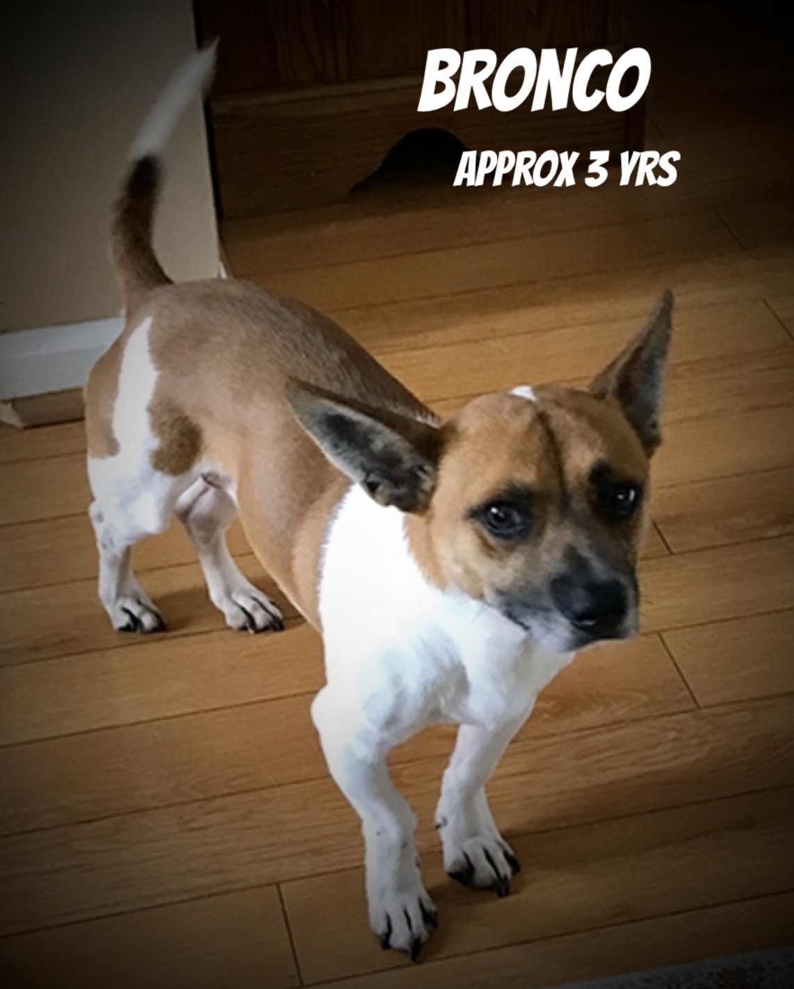 Bronco, an adoptable Jack Russell Terrier in Columbia, TN, 38401 | Photo Image 1