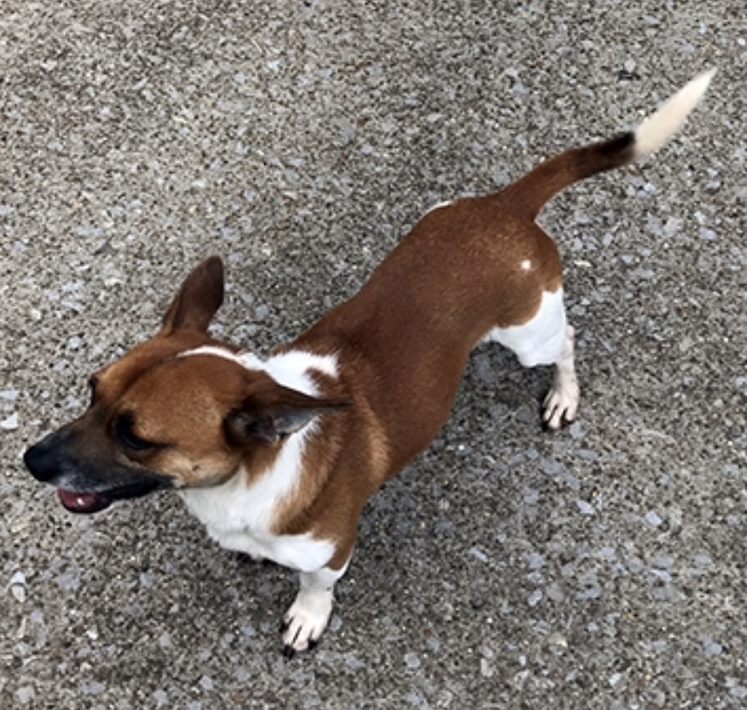 Bronco, an adoptable Jack Russell Terrier in Columbia, TN, 38401 | Photo Image 3