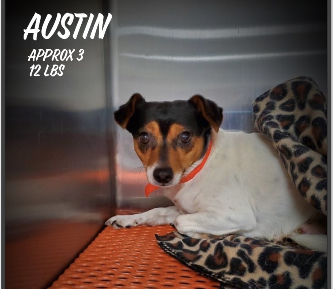 Austin, an adoptable Rat Terrier in Columbia, TN, 38401 | Photo Image 1