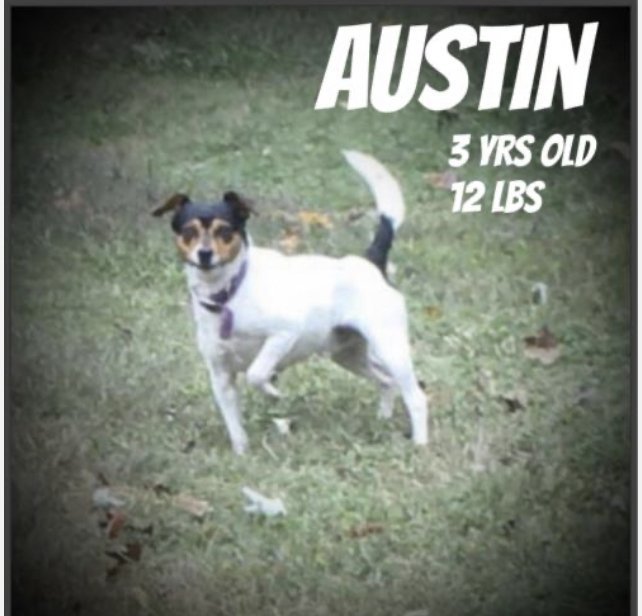 Austin, an adoptable Rat Terrier in Columbia, TN, 38401 | Photo Image 2