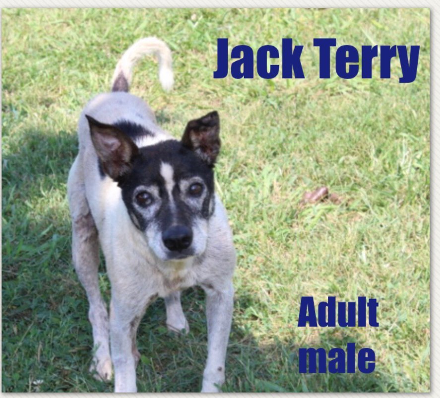 Jack Terry, an adoptable Jack Russell Terrier in Columbia, TN, 38401 | Photo Image 1