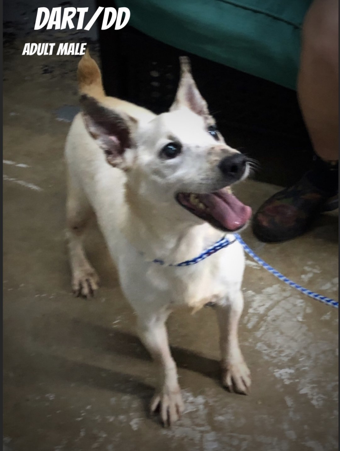 Dart/DD, an adoptable Jack Russell Terrier in Columbia, TN, 38401 | Photo Image 1