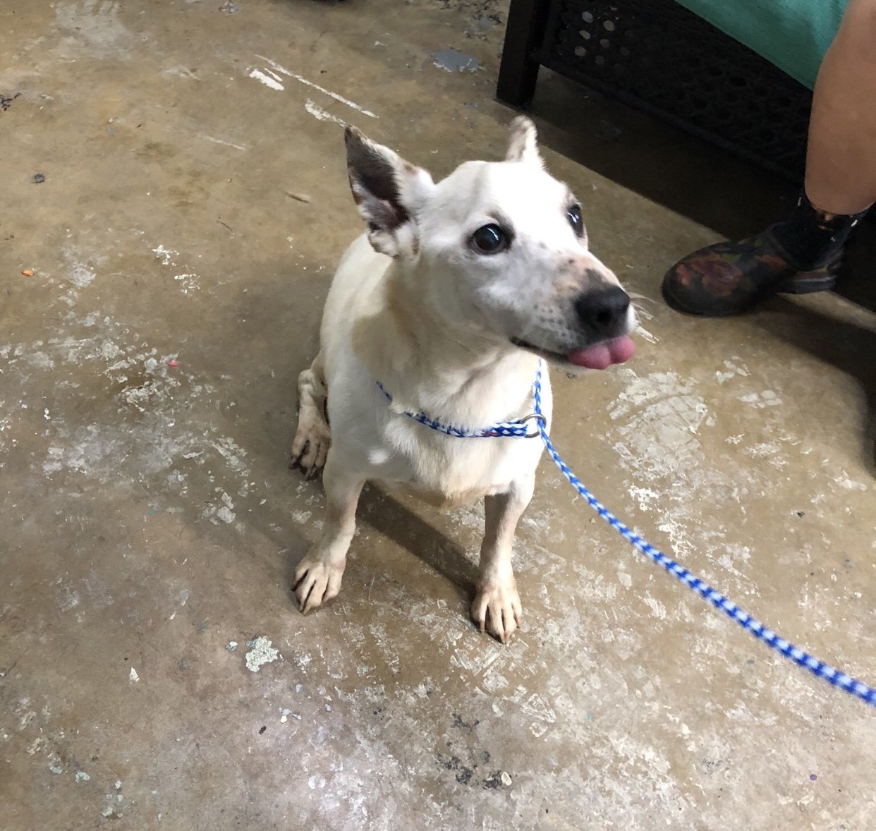 Dart/DD, an adoptable Jack Russell Terrier in Columbia, TN, 38401 | Photo Image 2