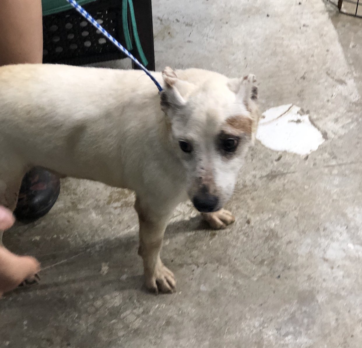 Dart/DD, an adoptable Jack Russell Terrier in Columbia, TN, 38401 | Photo Image 3