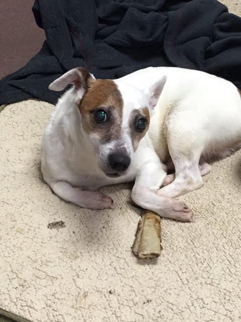 Dwight/Buddy KY, an adoptable Jack Russell Terrier in Columbia, TN, 38401 | Photo Image 1