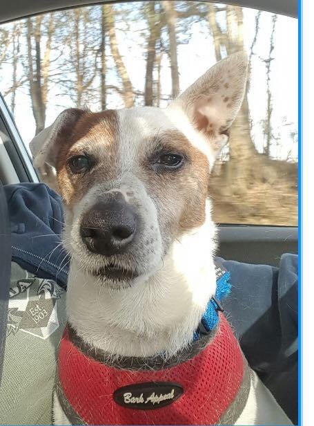 Dwight/Buddy KY, an adoptable Jack Russell Terrier in Columbia, TN, 38401 | Photo Image 2