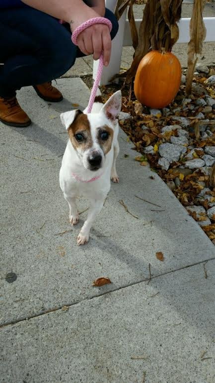 Dwight/Buddy KY, an adoptable Jack Russell Terrier in Columbia, TN, 38401 | Photo Image 3