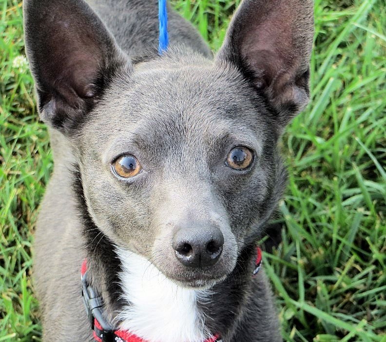 Popeye, an adoptable Rat Terrier, Chihuahua in Columbia, TN, 38401 | Photo Image 1