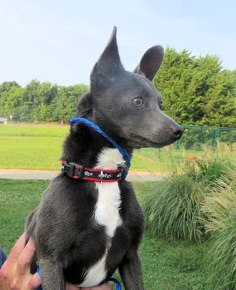 Popeye, an adoptable Rat Terrier, Chihuahua in Columbia, TN, 38401 | Photo Image 2