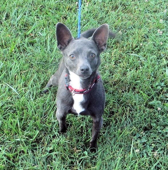 Popeye, an adoptable Rat Terrier, Chihuahua in Columbia, TN, 38401 | Photo Image 3