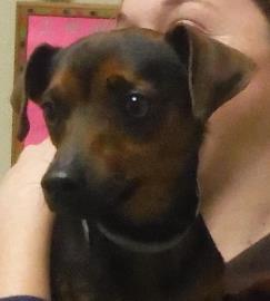 Jack russell shop mini pinscher mix