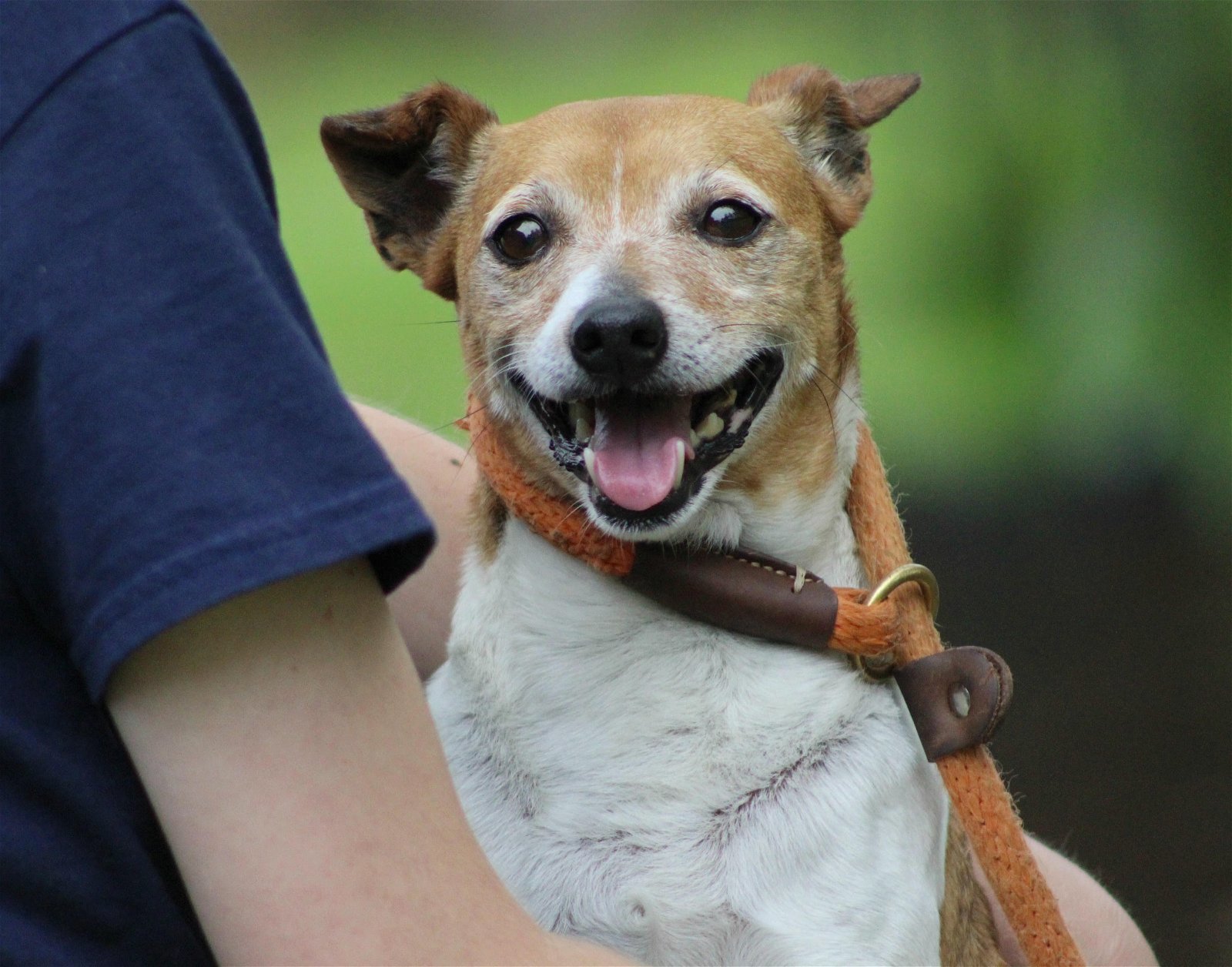 Tull/MS, an adoptable Jack Russell Terrier in Columbia, TN, 38401 | Photo Image 1