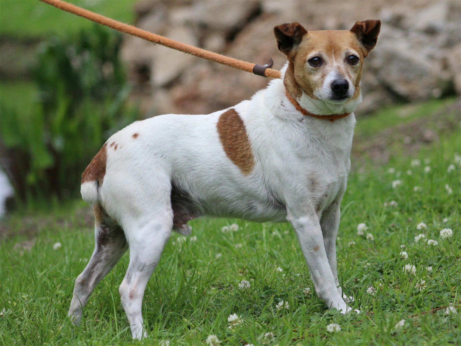 Tull/MS, an adoptable Jack Russell Terrier in Columbia, TN, 38401 | Photo Image 2