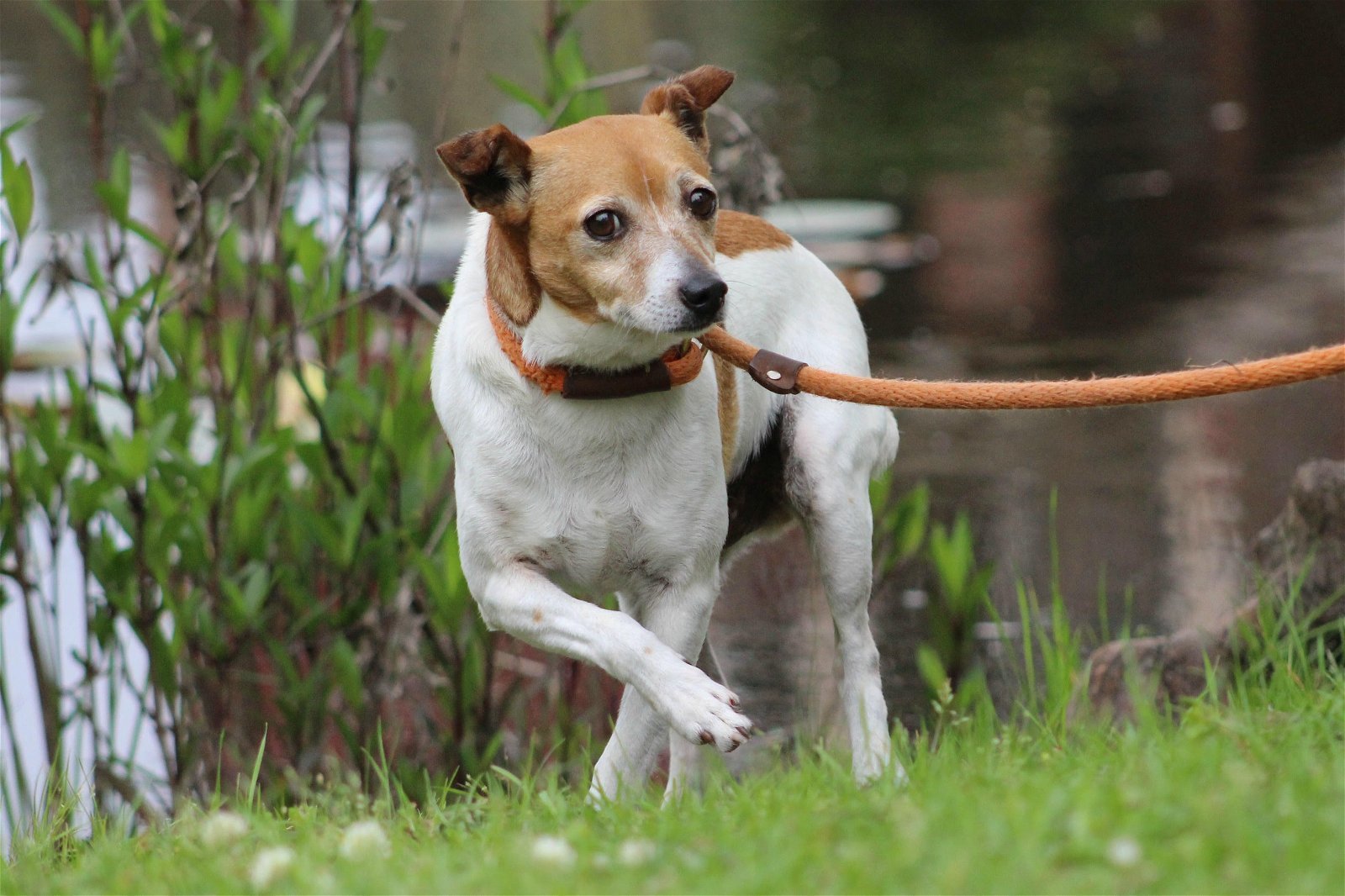 Tull/MS, an adoptable Jack Russell Terrier in Columbia, TN, 38401 | Photo Image 3