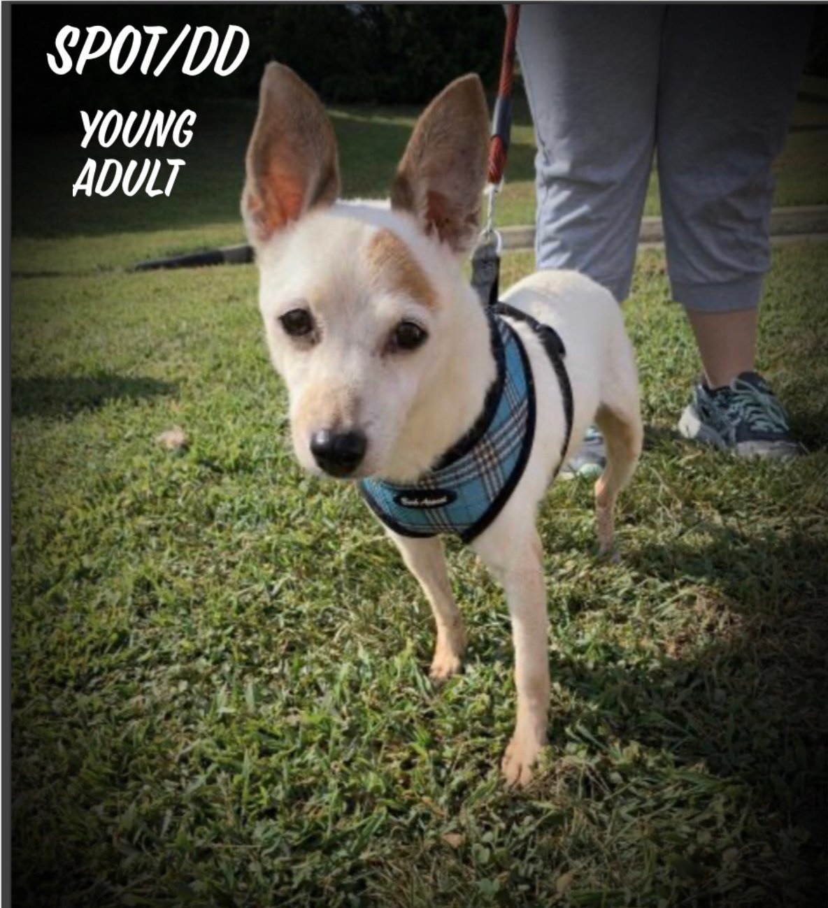 Spot, an adoptable Jack Russell Terrier in Columbia, TN, 38401 | Photo Image 1