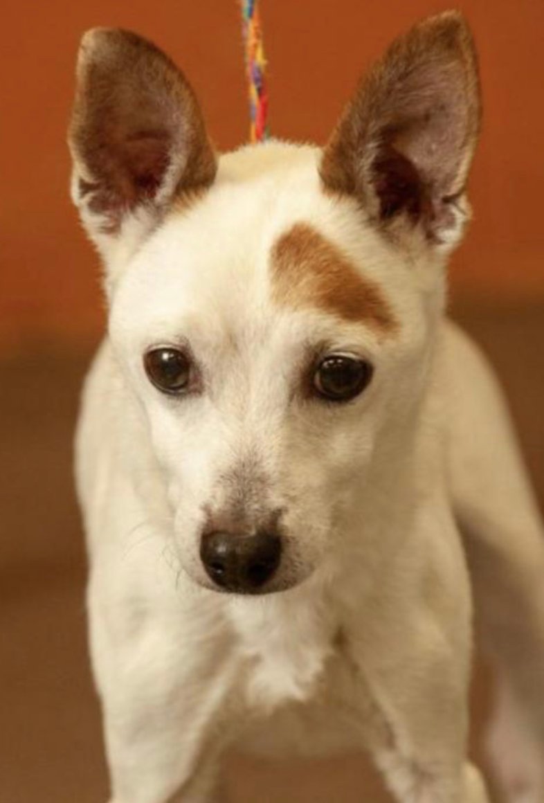 Spot, an adoptable Jack Russell Terrier in Columbia, TN, 38401 | Photo Image 2