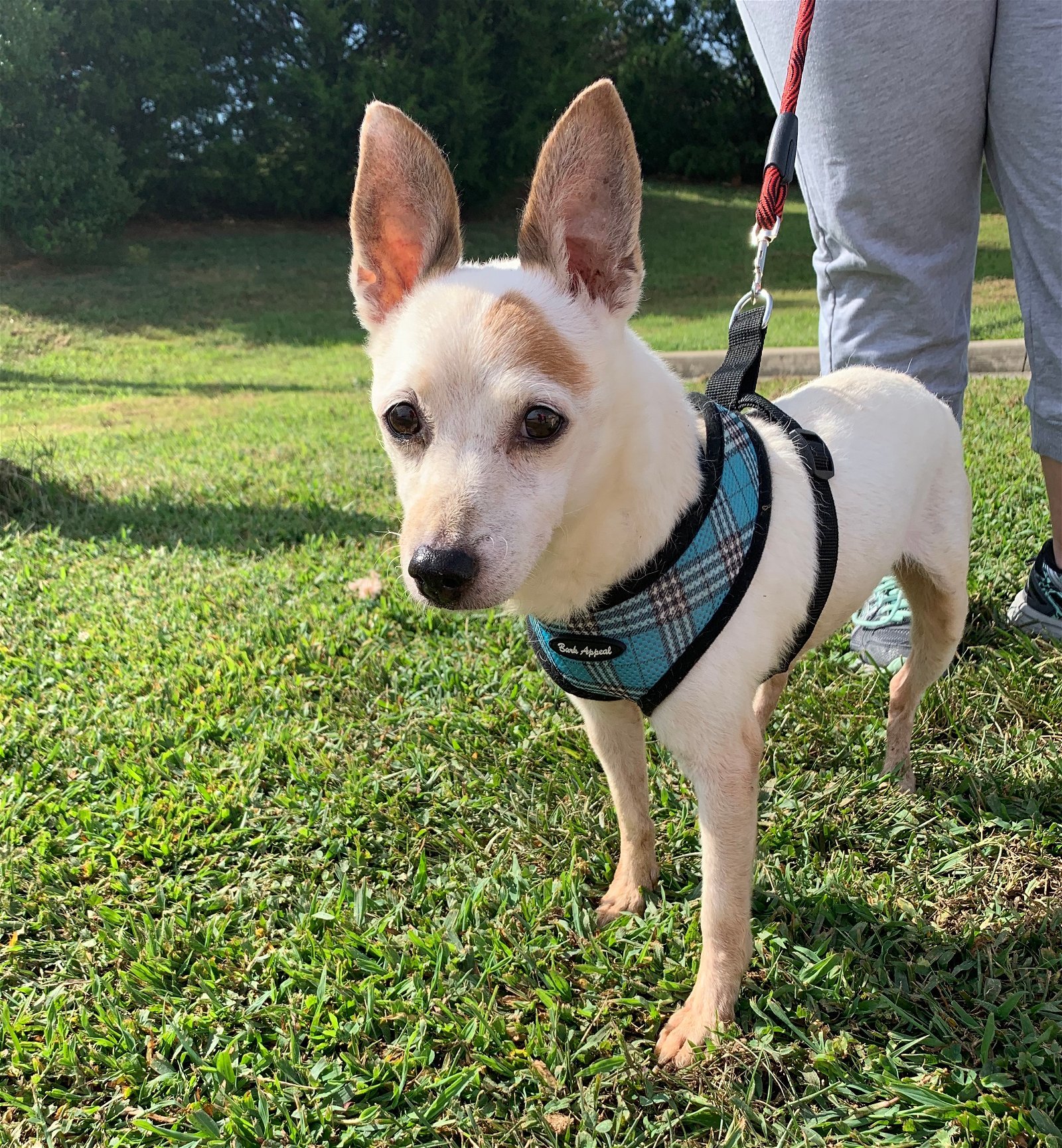 Spot, an adoptable Jack Russell Terrier in Columbia, TN, 38401 | Photo Image 3