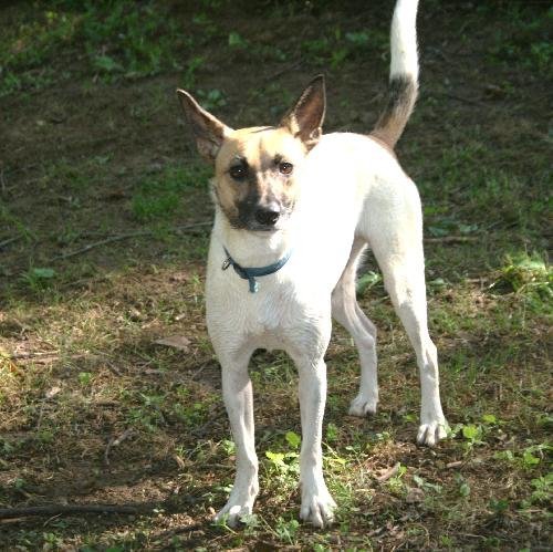Swish, an adoptable Jack Russell Terrier in Columbia, TN, 38401 | Photo Image 1