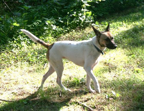 Swish, an adoptable Jack Russell Terrier in Columbia, TN, 38401 | Photo Image 2