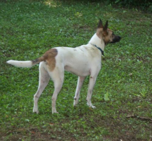 Swish, an adoptable Jack Russell Terrier in Columbia, TN, 38401 | Photo Image 3