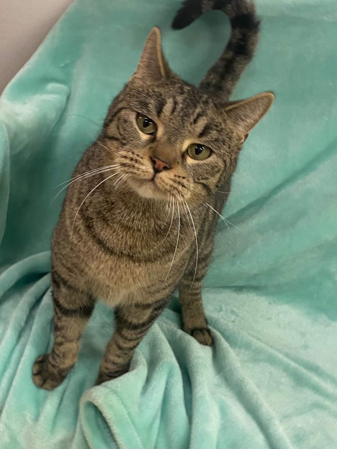 Louie, an adoptable Domestic Short Hair in Iroquois, IL, 60945 | Photo Image 1