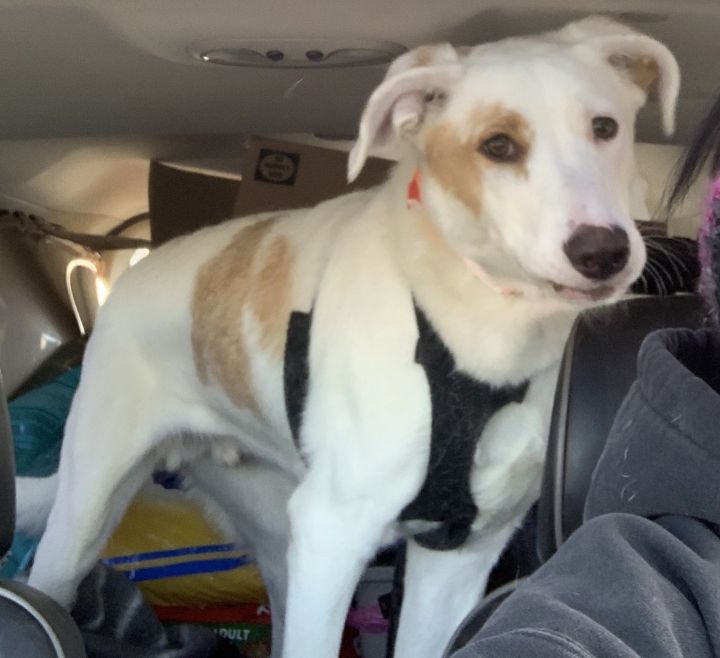 Dog For Adoption Yogi A Smooth Collie Mix In Monument Co