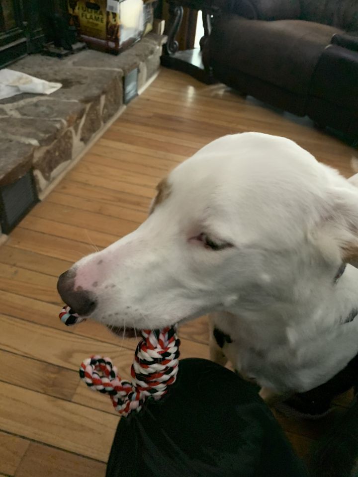 Dog For Adoption Yogi A Smooth Collie Mix In Monument Co