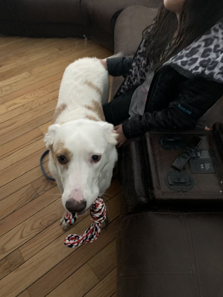 Dog For Adoption Yogi A Smooth Collie Mix In Monument Co