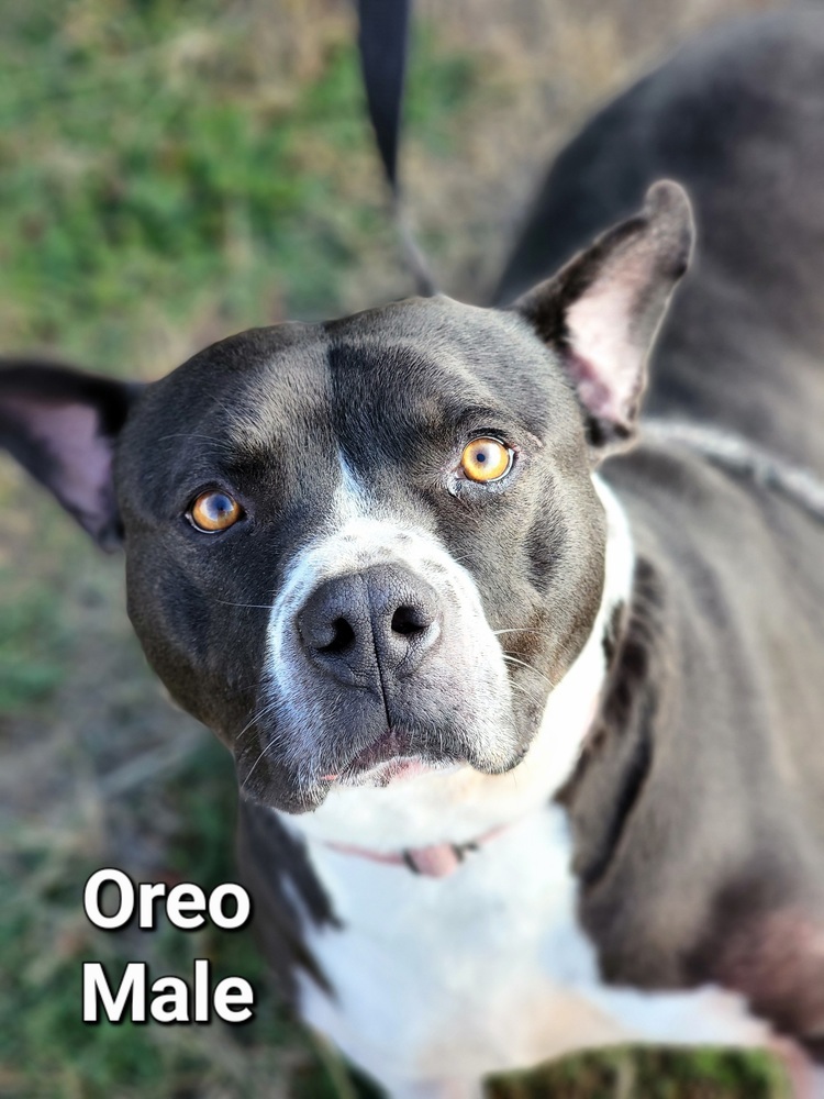Oreo, an adoptable Pit Bull Terrier in Crosbyton, TX, 79322 | Photo Image 1